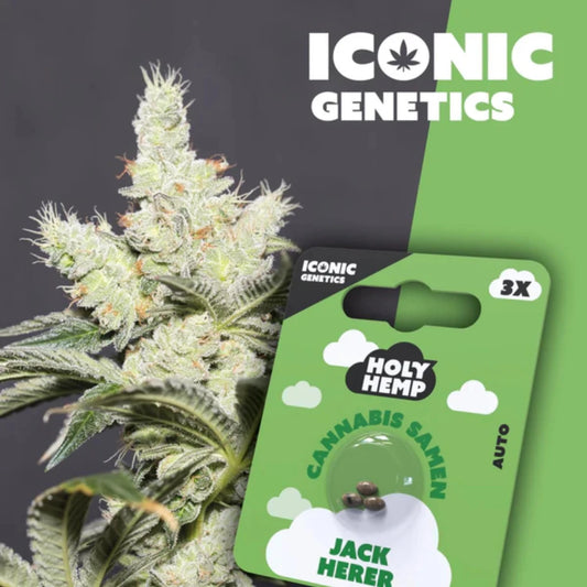 Holy Hemp Samen Jack Herer (Auto Flowering)