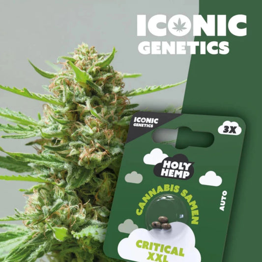 Holy Hemp Samen Critical XXL (Auto Flowering)