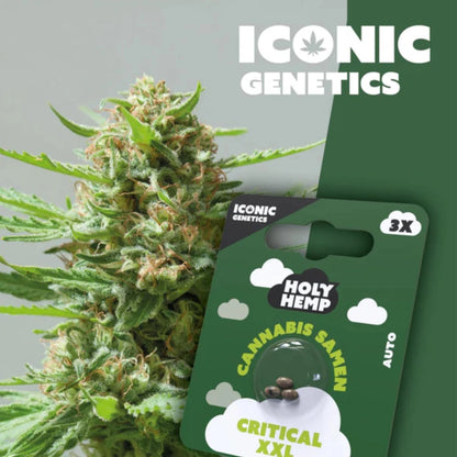 Holy Hemp Samen Critical XXL (Auto Flowering)